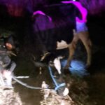 Recupera policía de Huamantla ganado bovino tras operativo en el Carmen Xalpatlahuaya